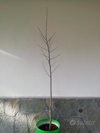 Albero LIQUIDAMBAR