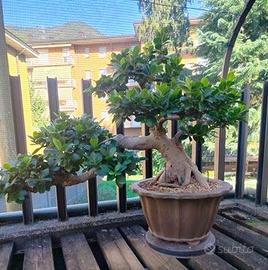 ficus ginseng