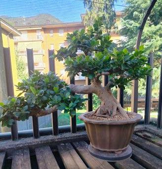 ficus ginseng