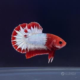 Betta Splendens Plakat Fancy Copper (FCCP)