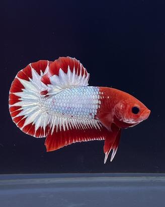 Betta Splendens Plakat Fancy Copper (FCCP)