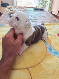 Cuccioli Bulldog inglese