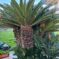 Cycas  ramificata a Cagliari