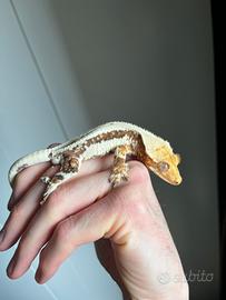 Geco Ciliatus Lilly White