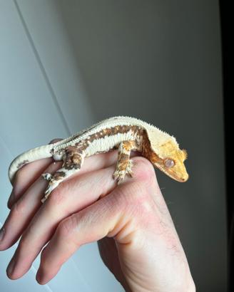 Geco Ciliatus Lilly White