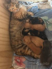 6 gattini