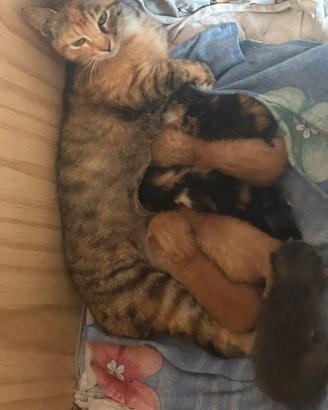 6 gattini