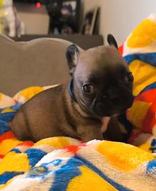 Cucciolo di bulldog francese maschio