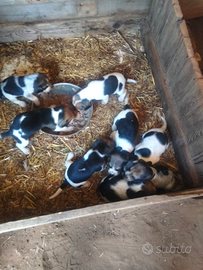 Cuccioli di cane bigol