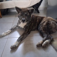 AKita Inu Tigrata di Razza Pura