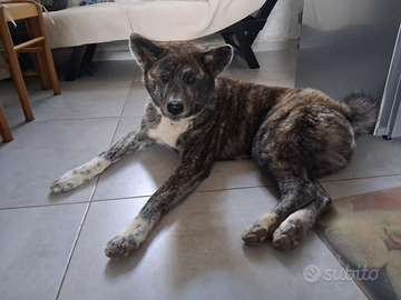 AKita Inu Tigrata di Razza Pura