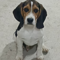 Cane beagle
