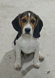 Cane beagle