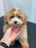 maltipoo-cucciola-femmina