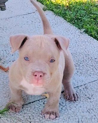 cucciolo american bully pocket 