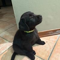 Labrador cuccioli
