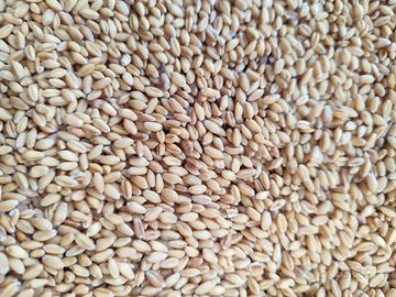 Grano antico