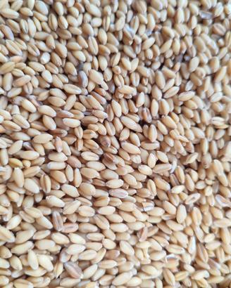 Grano antico