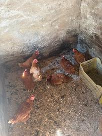 Ovaiole isa brown già in deposizione