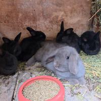 Conigli nani x ariete nano