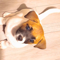 .Jack Russell femmina