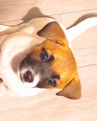 .Jack Russell femmina