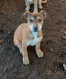 Cucciola simil Amstaff di 3 mesi