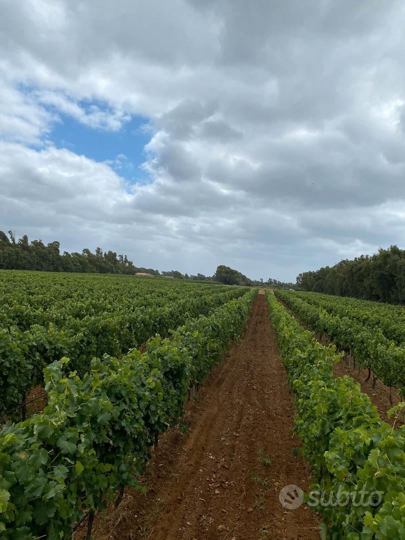 Terreno agricolo ad Alghero - Altro
