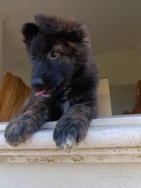 Pastori tedeschi grigi