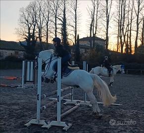 Pony