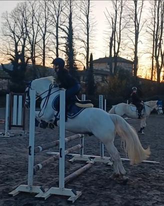 Pony