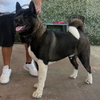 Akita Americano per monta