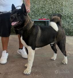 Akita Americano per monta
