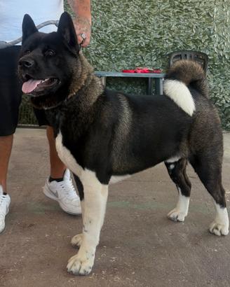 Akita Americano per monta