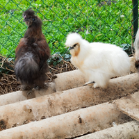 Gallo rosso e nero moroseta