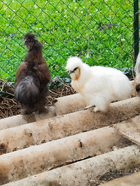 Gallo rosso e nero moroseta