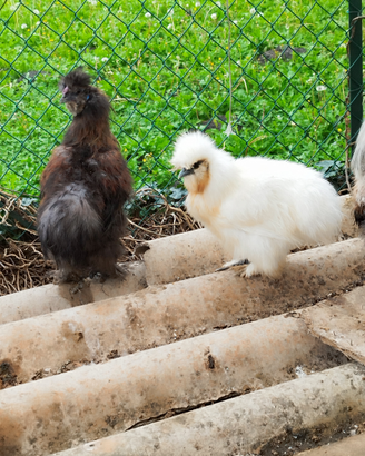 Gallo rosso e nero moroseta