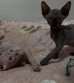 Cucciola di Sphynx