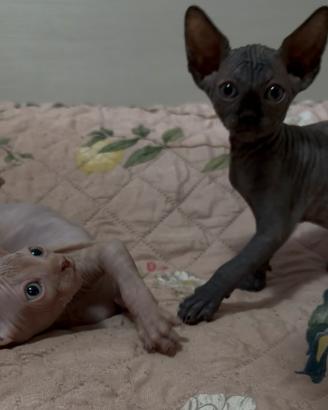 Cucciola di Sphynx