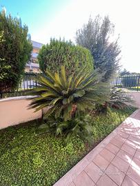 Cycas