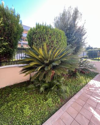 Cycas
