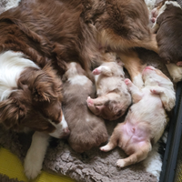 Cuccioli pastore australiano pedigree