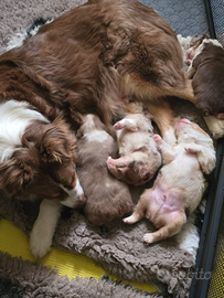 Cuccioli pastore australiano pedigree