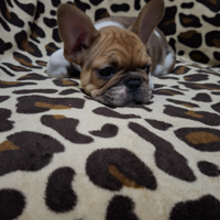 Bulldog francese
