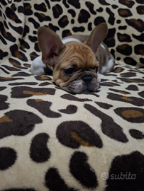 Bulldog francese
