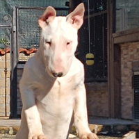 Bull terrier