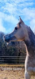 Stalloncino arabo