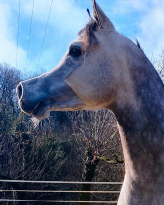 Stalloncino arabo