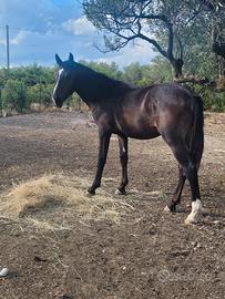 Cavallo puledro