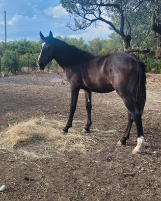 Cavallo puledro